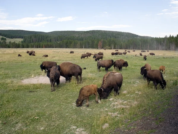 Zatrucie w Parku Narodowym Yellowstone — Zdjęcie stockowe