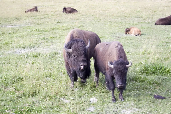 Bison no Parque Nacional de Yellowstone — Fotografia de Stock