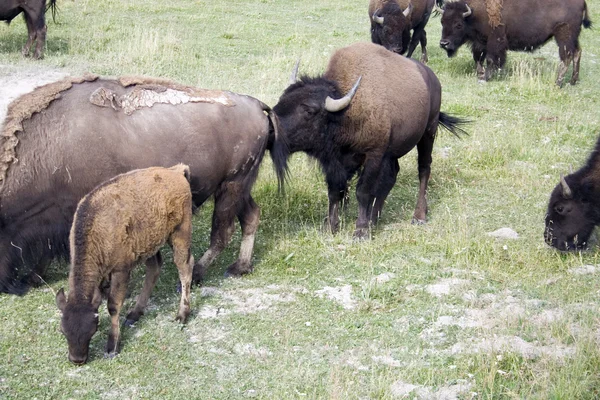 Bisons im Yellowstone-Nationalpark — Stockfoto