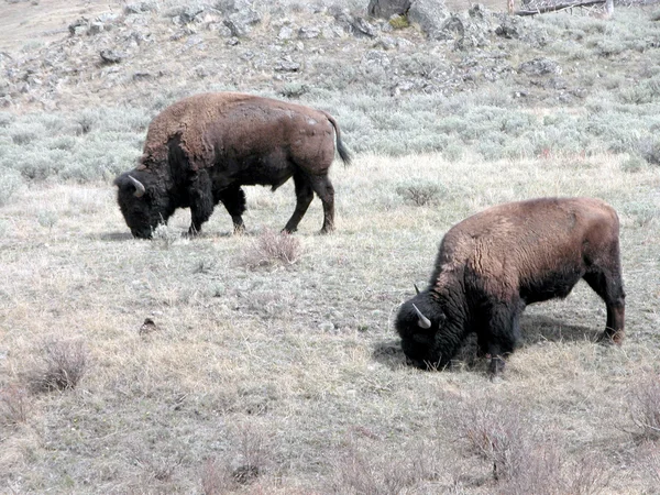 野牛在黄石公园-蒙大拿州 — 图库照片