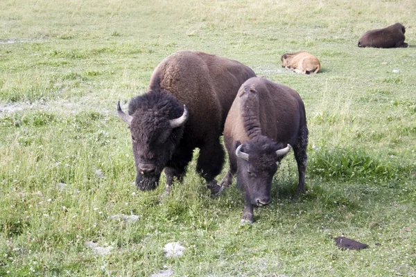 Bison in Yellowstone Nationaal Park — Stockfoto