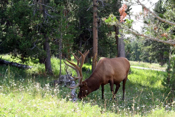 Elk — Stock Photo, Image