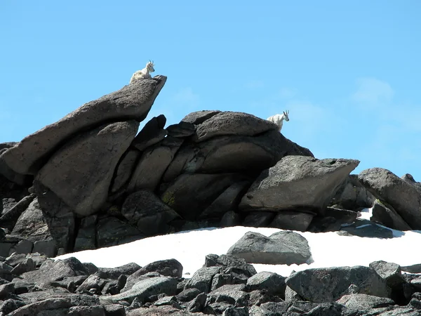 Alpejskie kozy górskie — Zdjęcie stockowe