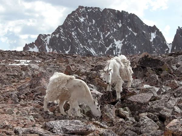 Cabras de montanha alpinas — Fotografia de Stock