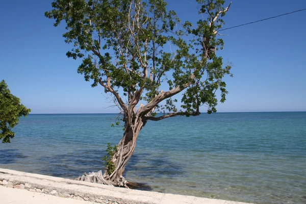 牙买加海岸线 — 图库照片