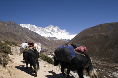 Himalayan Yaks - Nepal clipart