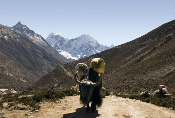 ヒマラヤ ヤク - ネパール — ストック写真