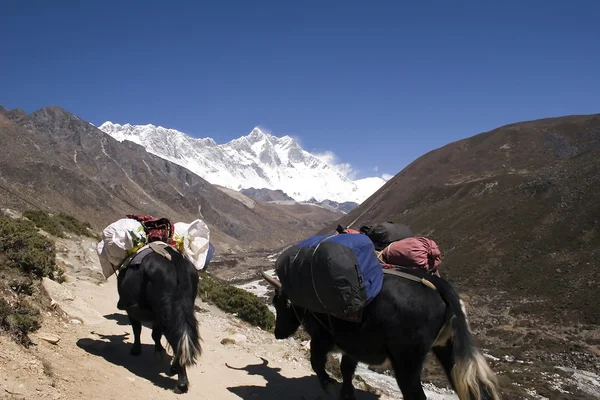 Гималайские яки - Непал — стоковое фото