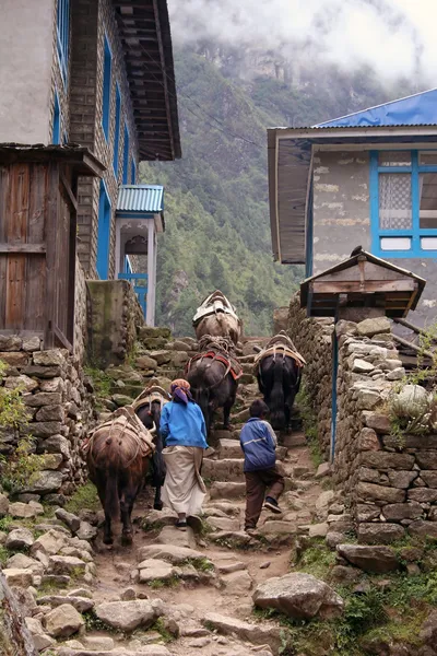 Himalajskich jaków — Zdjęcie stockowe