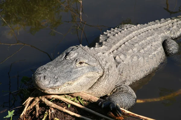 Amerikanischer Alligator lizenzfreie Stockbilder