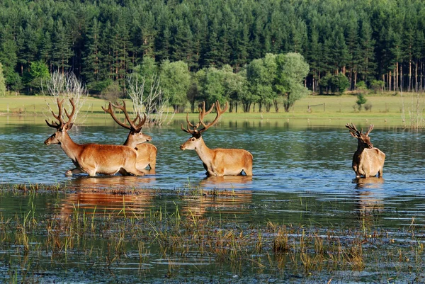 Herten in water — Stockfoto