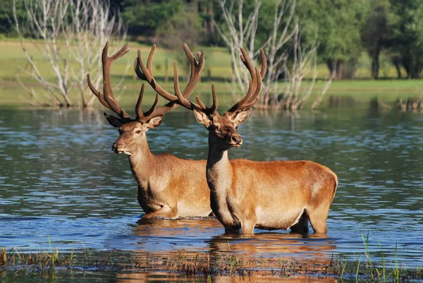 Deer in water — Stock Photo, Image