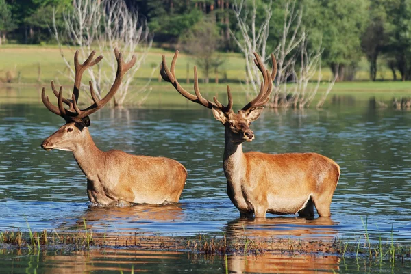 在水中的鹿 — 图库照片