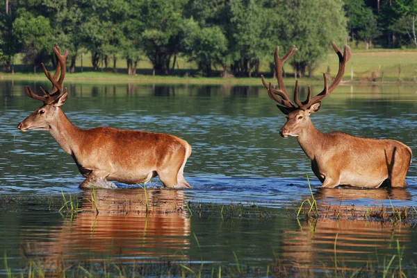 Cervo in acqua — Foto Stock