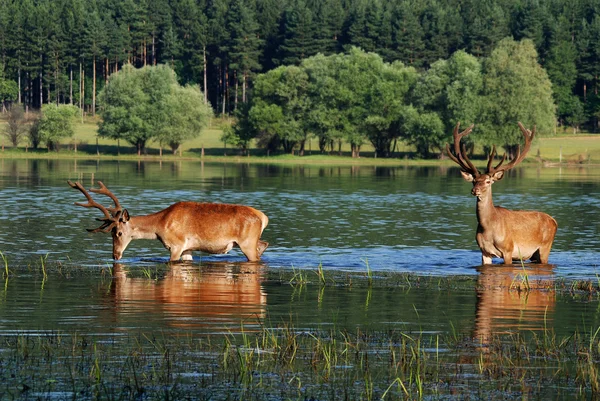Herten in water — Stockfoto