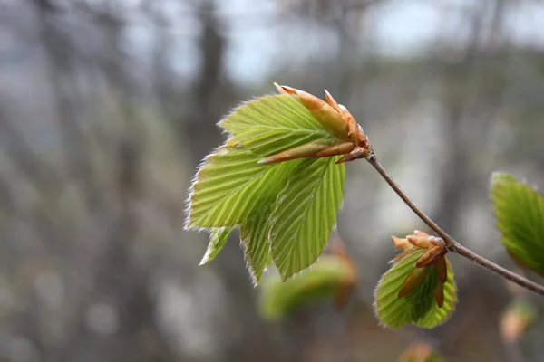 Spring leaf-bud — Stock Photo, Image