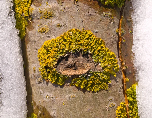 Lichens - are beautiful always — Stock Photo, Image