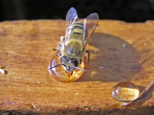 Bee and honey — Stock Photo, Image
