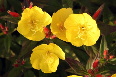 Herb - Oenothera biennis clipart