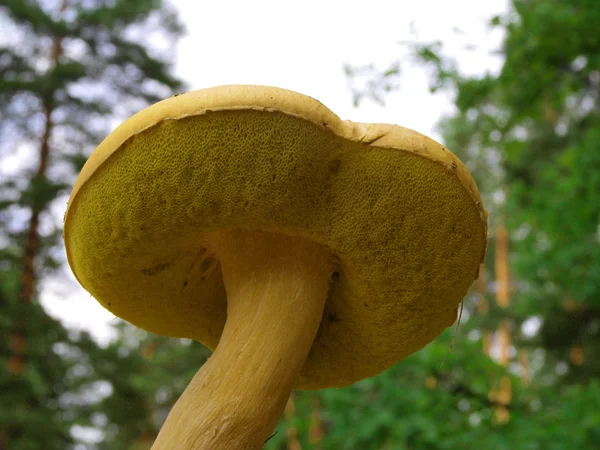蘑菇苔藓蘑菇 — 图库照片