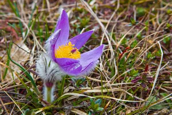 Aspirasyon ışık — Stok fotoğraf