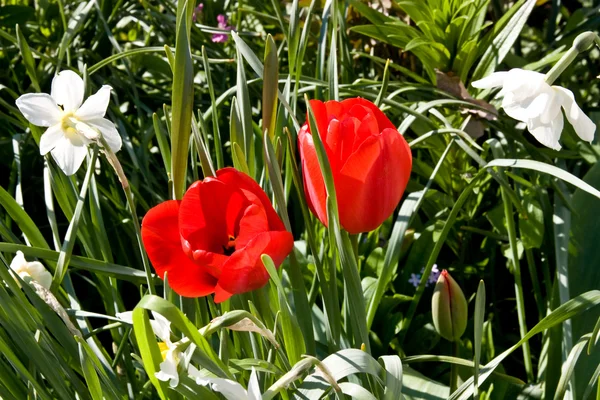 Tulipanes y narcisos —  Fotos de Stock