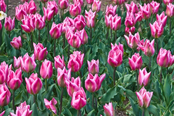 Tulipanes variados —  Fotos de Stock