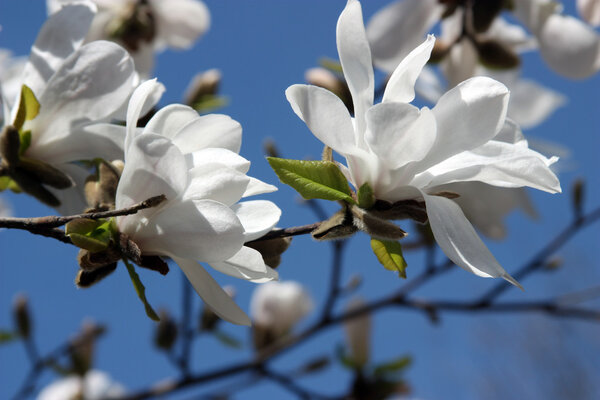 Magnolia white