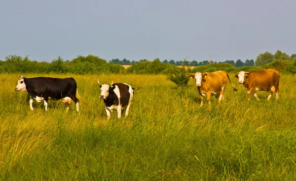 Cows come from pasture — Stock Photo, Image