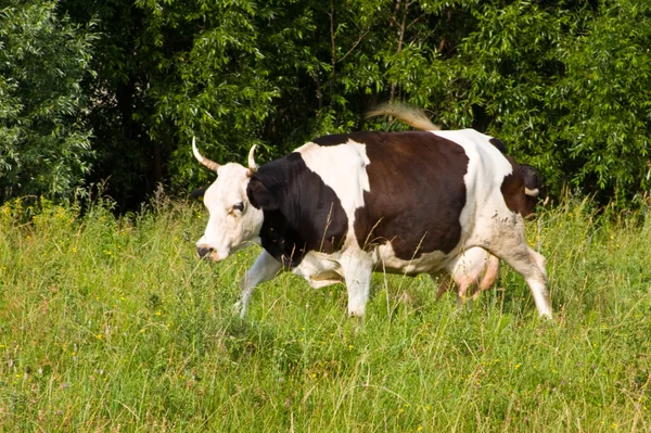 stock image Cow running