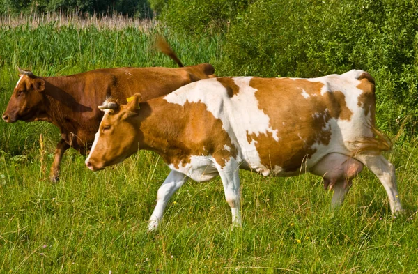 Korna kommer från betesmark — Stockfoto