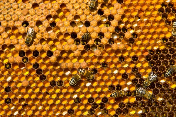 Poutres en nid d'abeille avec Pergo et couvain — Photo