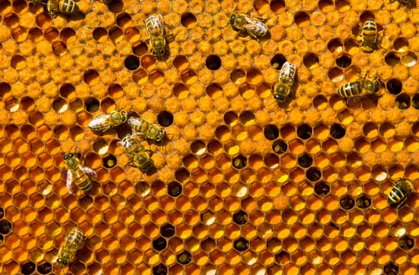 Poutres en nid d'abeille avec Pergo et couvain — Photo
