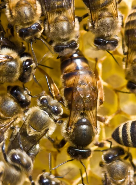 Bir arı rahim aile hostes olduğu — Stok fotoğraf