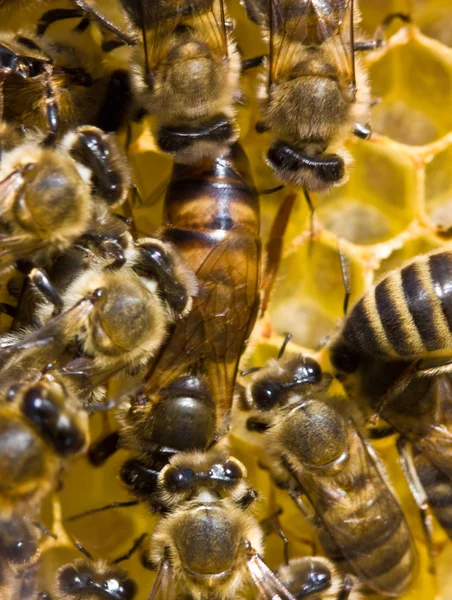 Un utero d'api è la padrona di casa della famiglia — Foto Stock