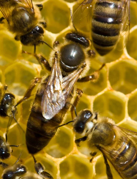 Un utérus d'abeille est l'hôtesse de la famille — Photo