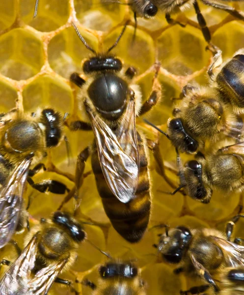 Eine Biene ist die Gastgeberin der Familie — Stockfoto