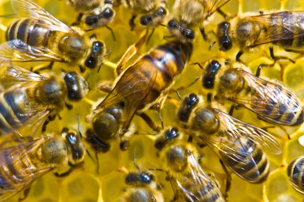 A méhek méh a háziasszony család — Stock Fotó
