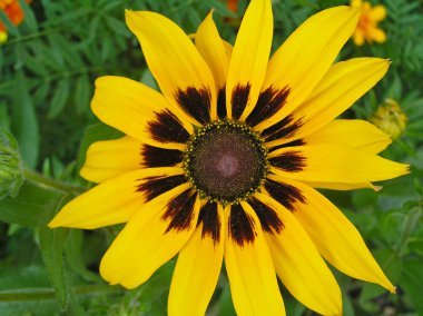 Aile rudbeckia kıllı