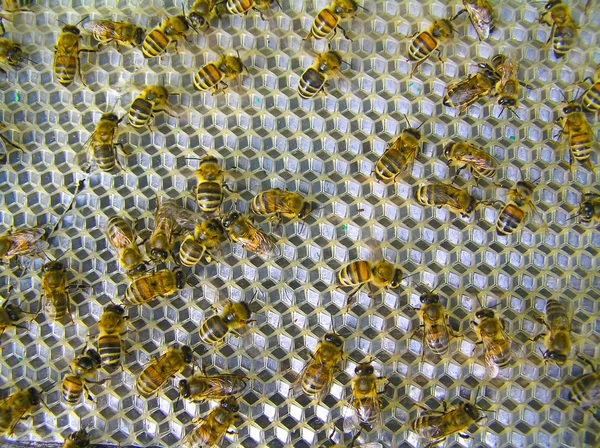 Пчелы-вентиляторы — стоковое фото