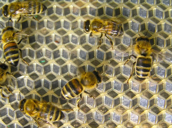 Бджоли роботи — стокове фото