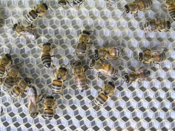 Bees work — Stock Photo, Image