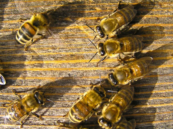 Young bees at work — Stock Photo, Image