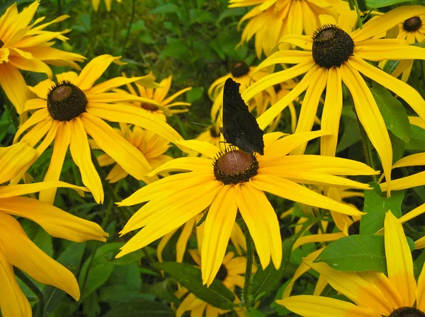 Rudbeckia hairy and the Butterfly — Stock Photo, Image