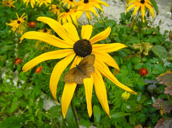 Rudbeckia hairy and the Butterfly — Stock Photo, Image