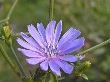 Yabani hindiba (Cichorium intubus L.)