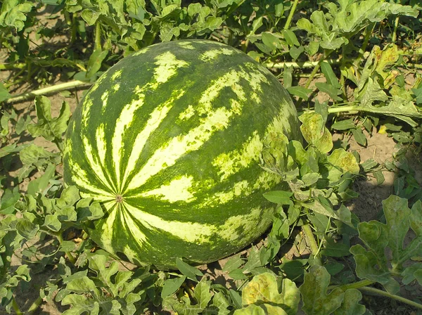 stock image Watermelon on the plantation