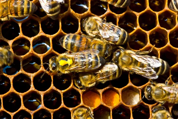 花の蜜やヒマワリからの花粉 — ストック写真