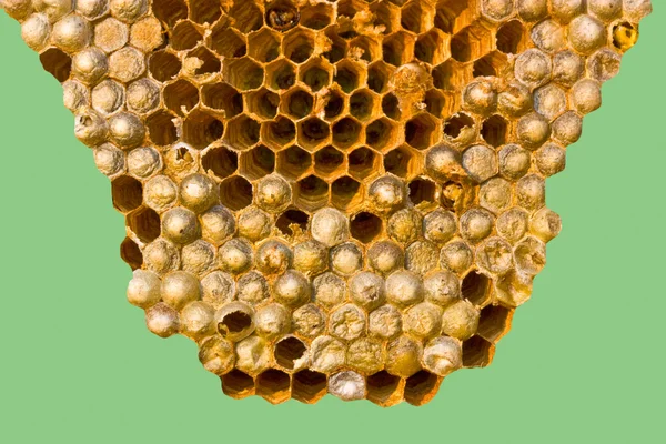 Ninho de vespas (Vespa crabro ) — Fotografia de Stock