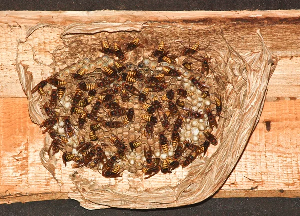 stock image Hornet nest (Vespa crabro)